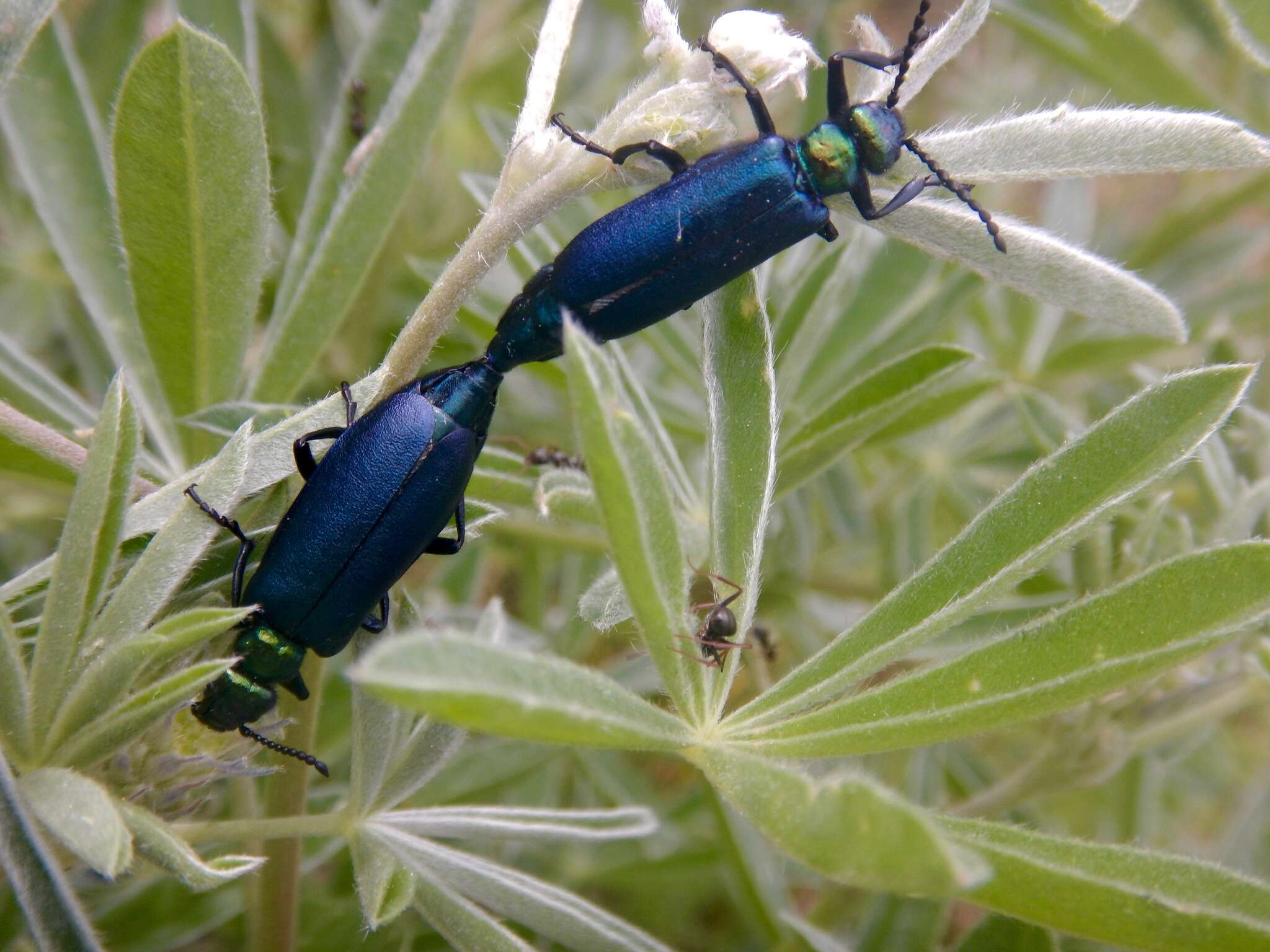 Image of Lytta (Poreopasta) cyanipennis (Le Conte 1851)