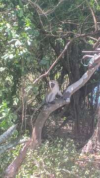 Image of Vervet Monkey