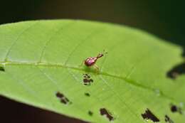 Image of Hamiltonius trinotatus Legalov 2007