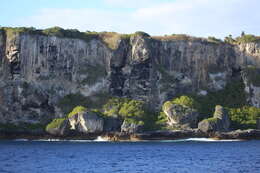 Image of White-tailed Tropicbird