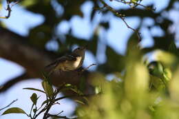 Image of Ruby-crowned Kinglet