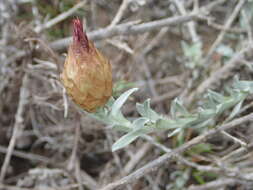 Image of Helichrysum retortum (L.) Willd.