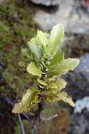 صورة Phyllocladus trichomanoides var. alpinus (Hook. fil.) Parl.