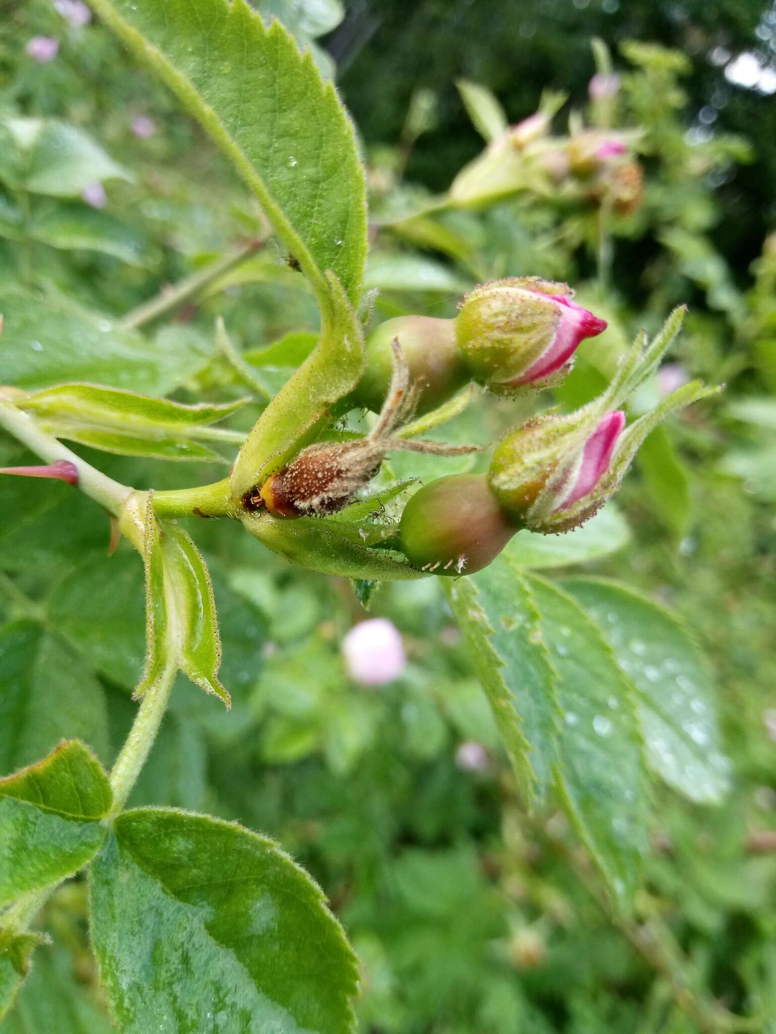 Image of Sherard's downy rose