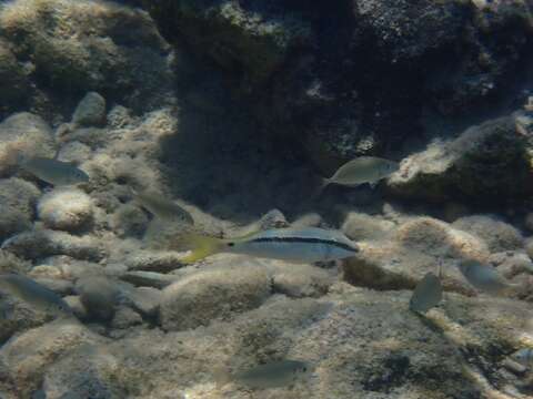 Image of Forsskal&#39;s goatfish