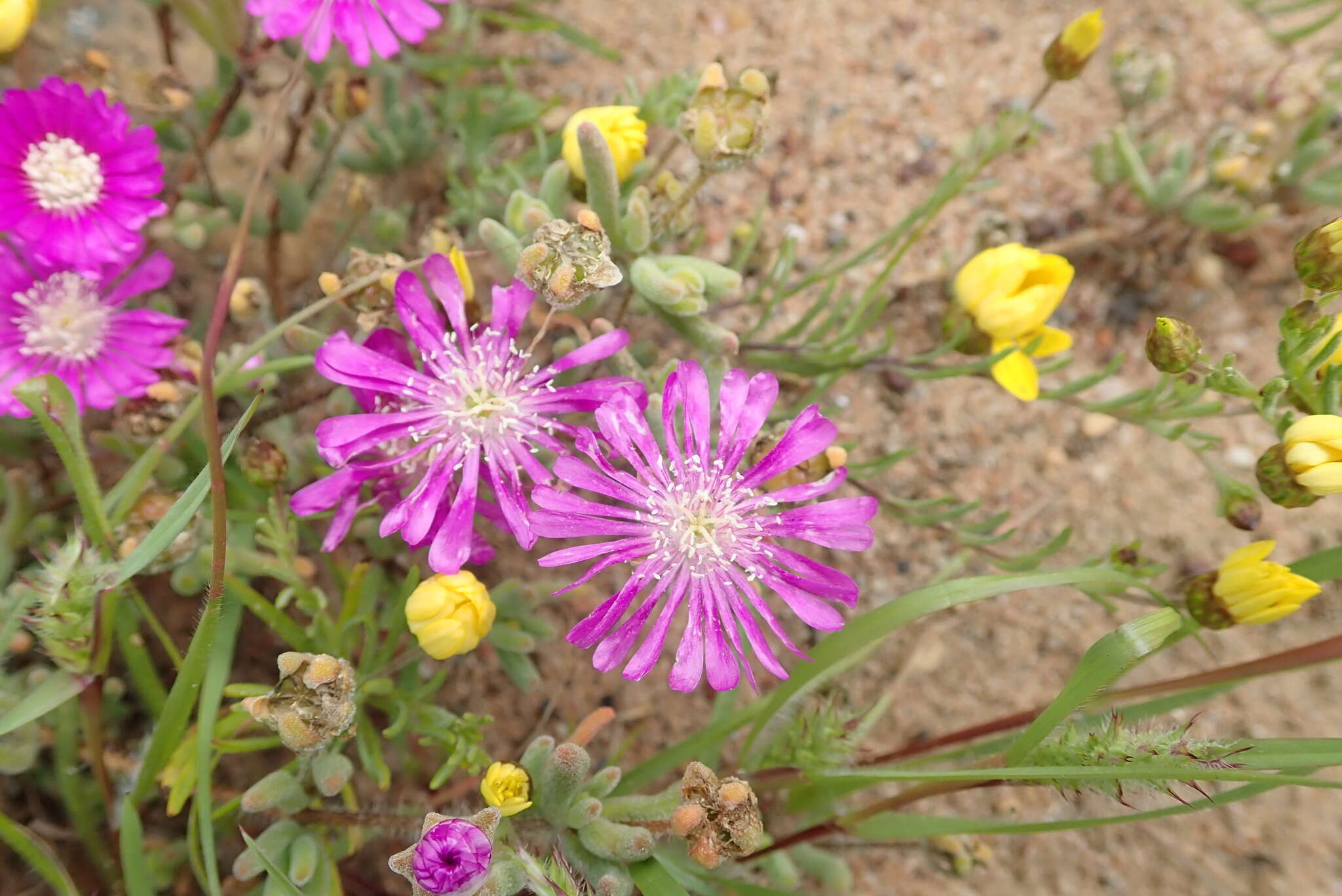 Imagem de Drosanthemum latipetalum L. Bol.