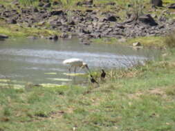 Image of African Spoonbill