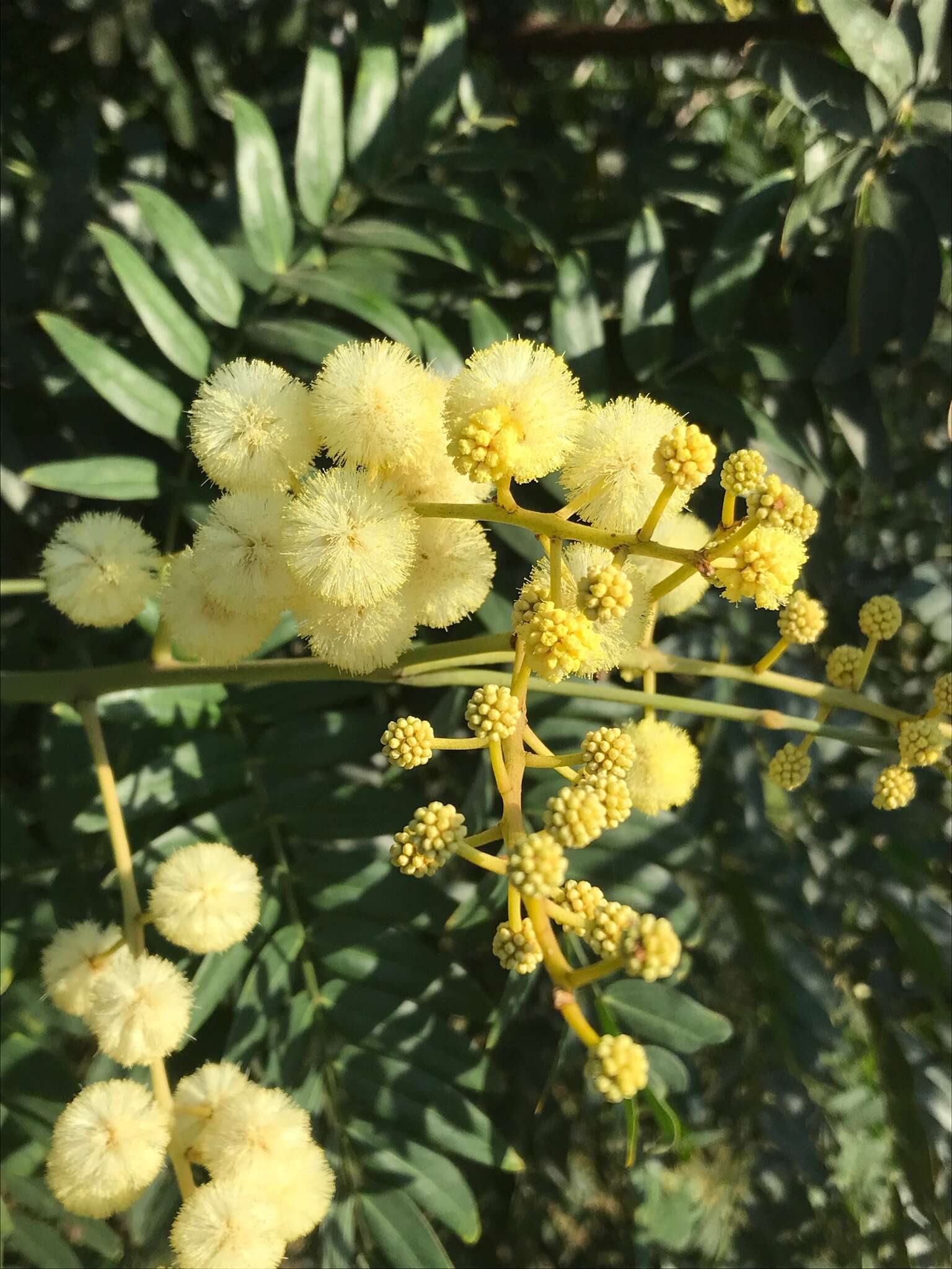 Слика од Acacia elata A. Cunn. ex Benth.