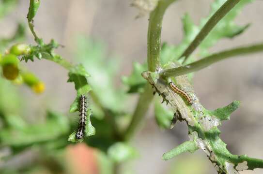 Image of <i>Nyctemera annulata</i>