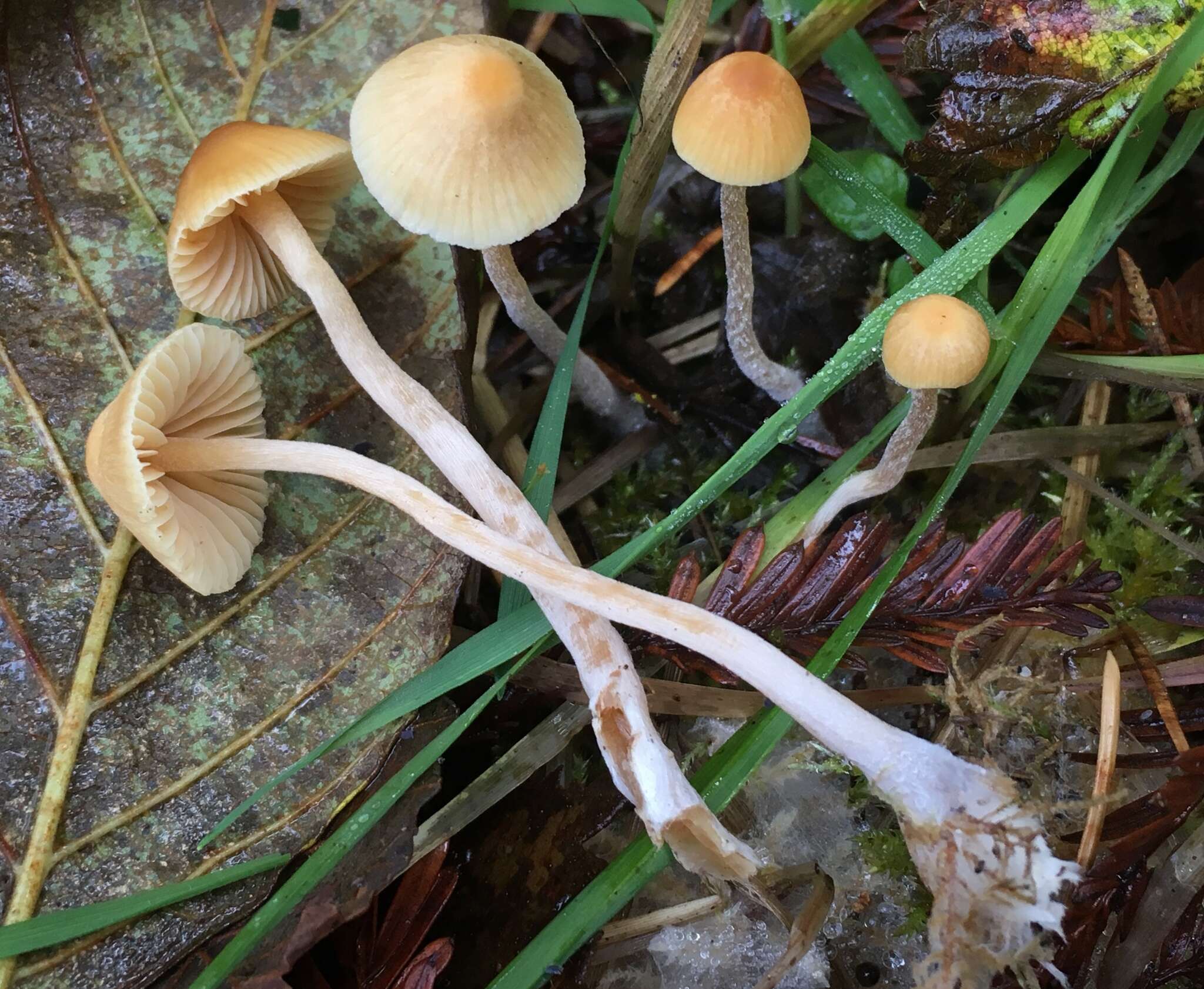 Image of Galerina semilanceata (Peck) A. H. Sm. & Singer 1964