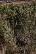 Image of Cliffortia cuneata Dryand. ex Ait.
