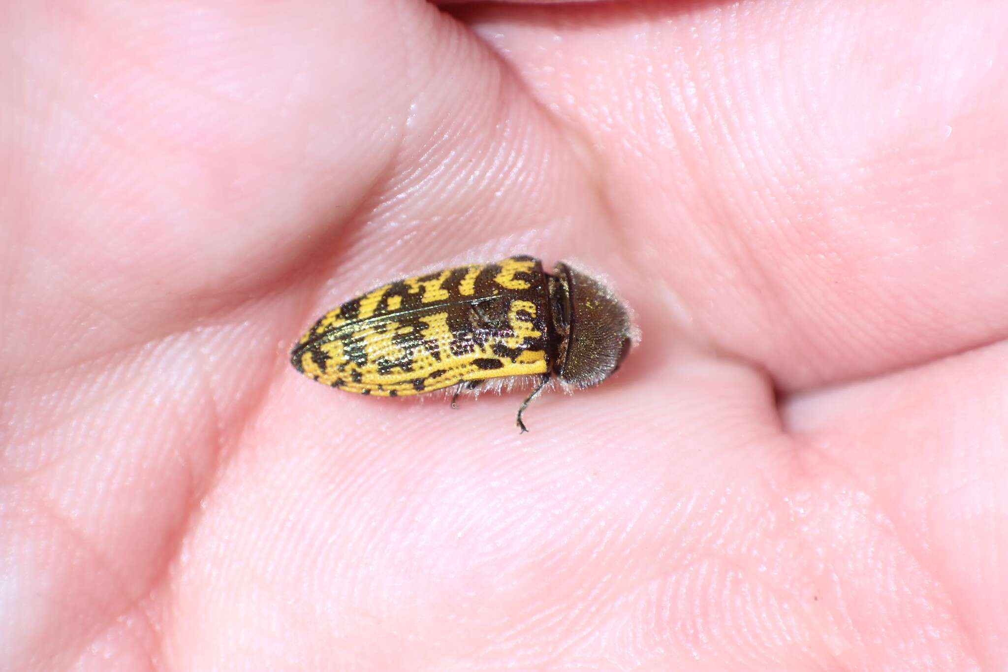 Image of Acmaeodera auritincta Fall 1922