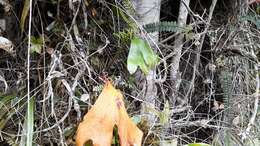 Image of cheiroglossa fern