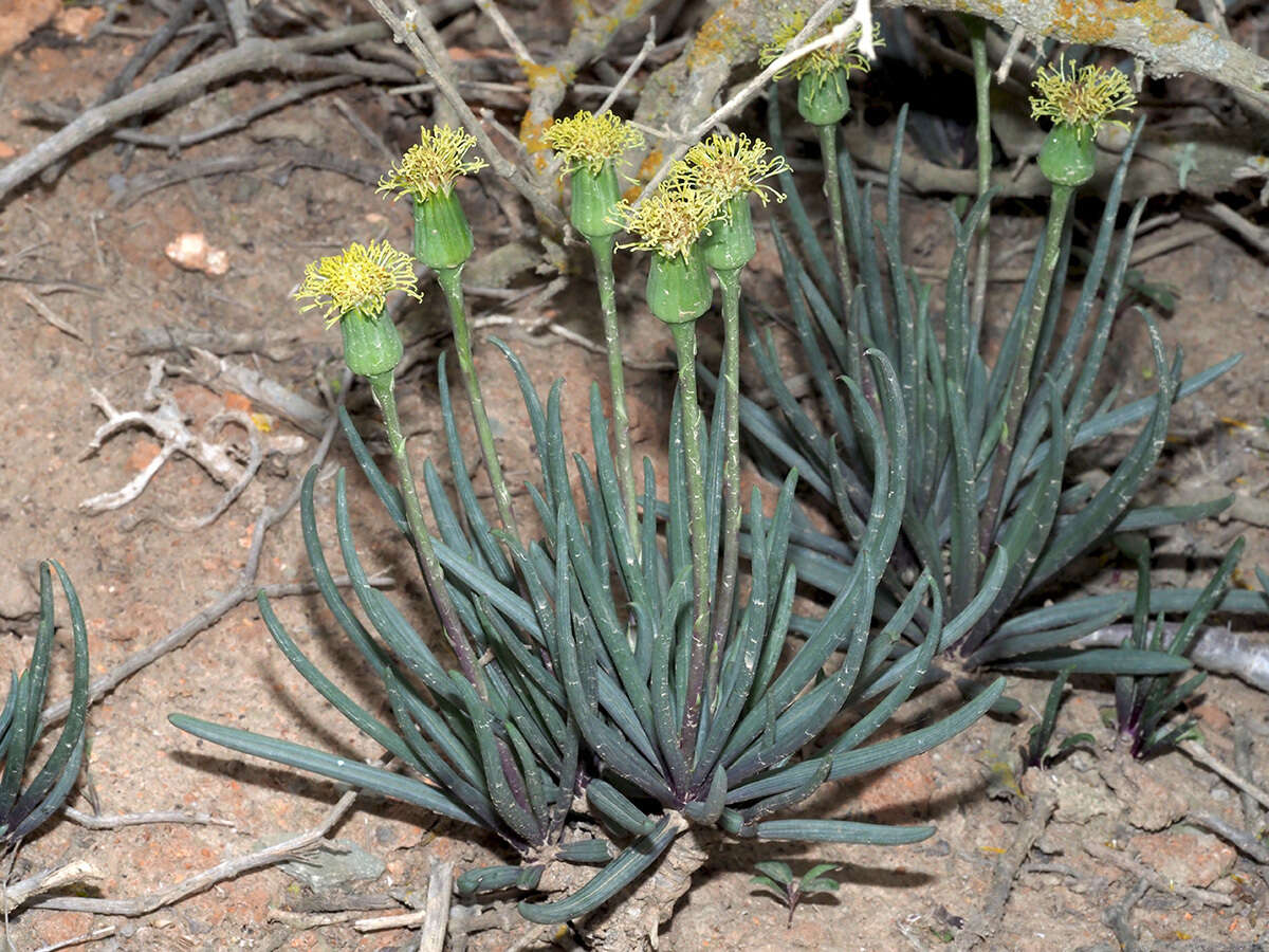 Plancia ëd Curio acaulis (L. fil.) P. V. Heath