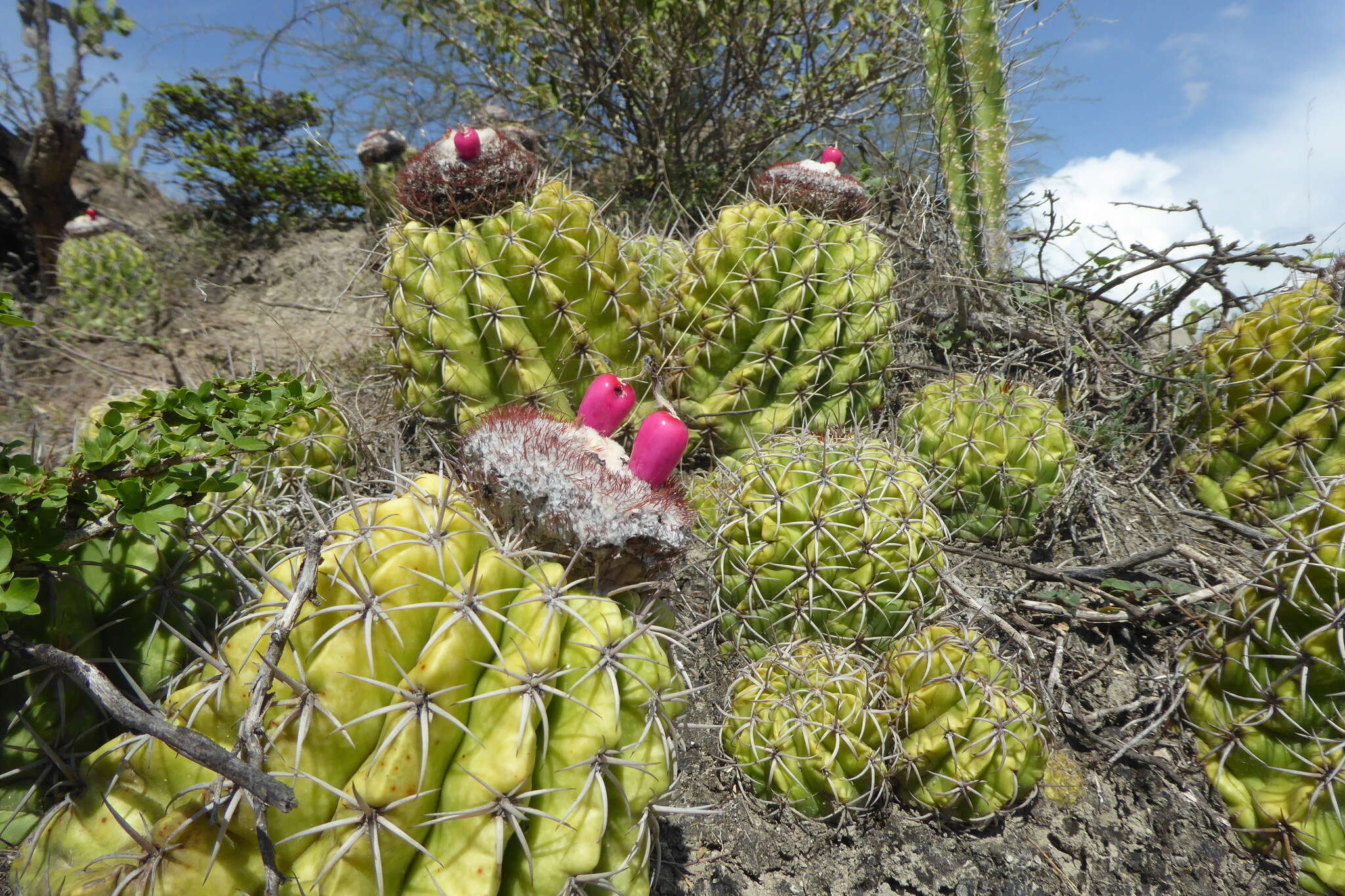 Image of Melocactus curvispinus subsp. curvispinus