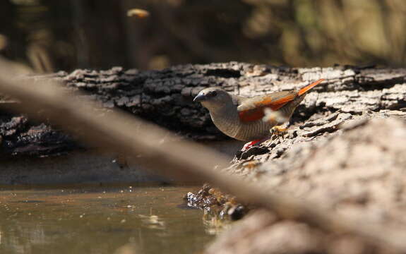 صورة Pytilia phoenicoptera Swainson 1837