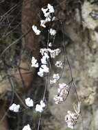 Image of hairy false cloak fern