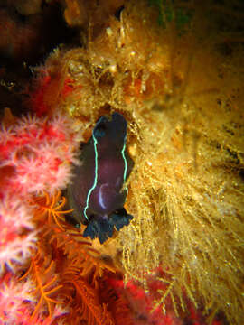 Image of Black nudibranch