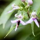 Imagem de Lobelia borneensis (Hemsl.) Moeliono