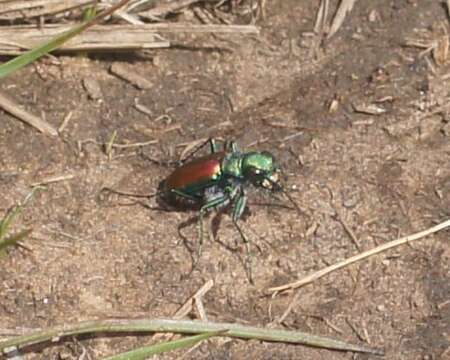 Imagem de Cicindela (Cicindela) splendida Hentz 1830