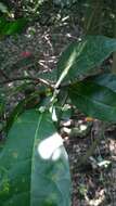 Image of Trophis scandens subsp. scandens