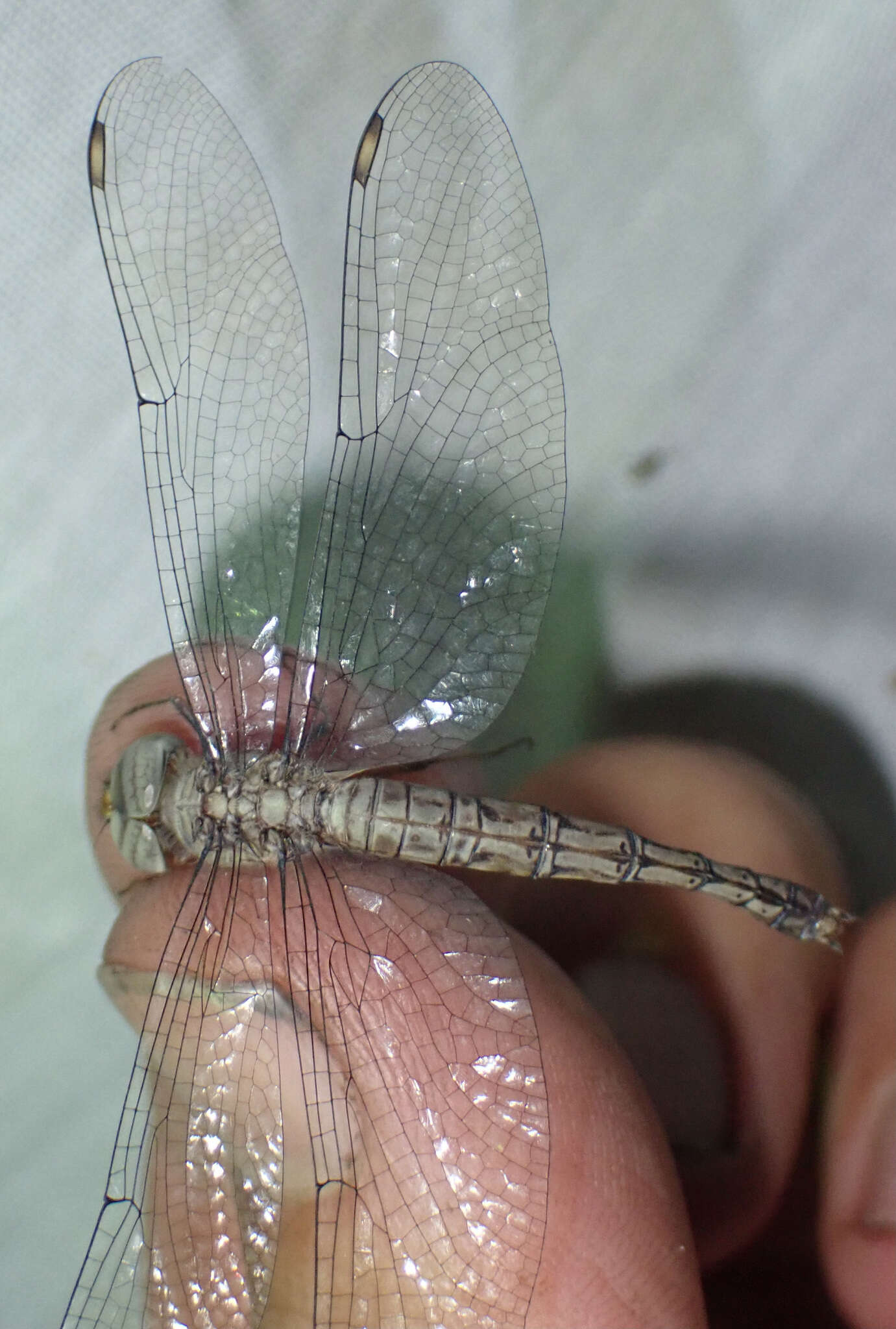 Imagem de Parazyxomma flavicans (Martin 1908)