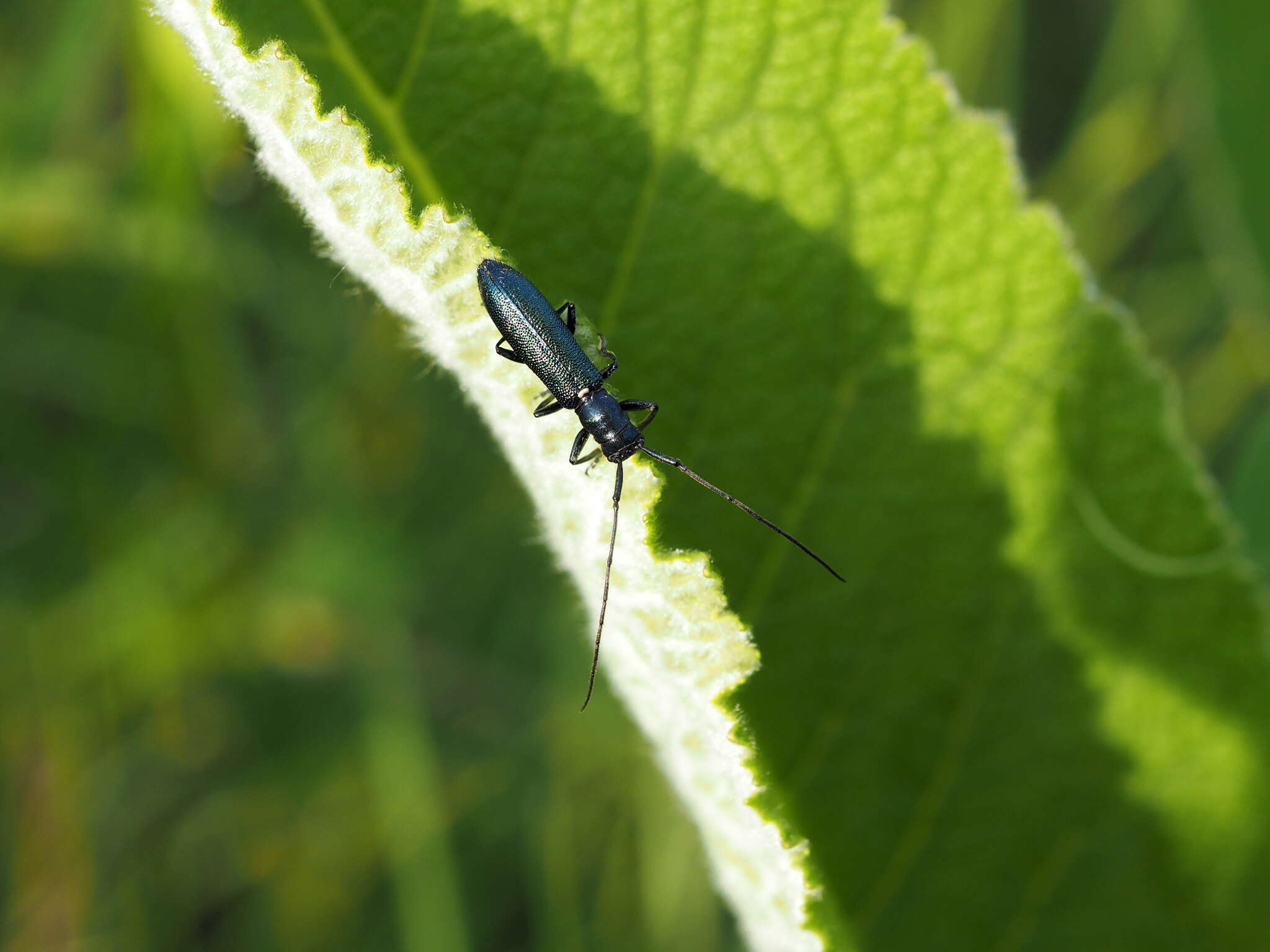 Sivun Agapanthiola leucaspis (Steven 1817) kuva