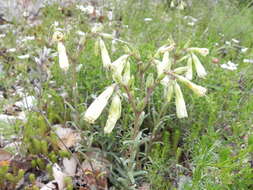 Слика од Onosma echioides (L.) L.