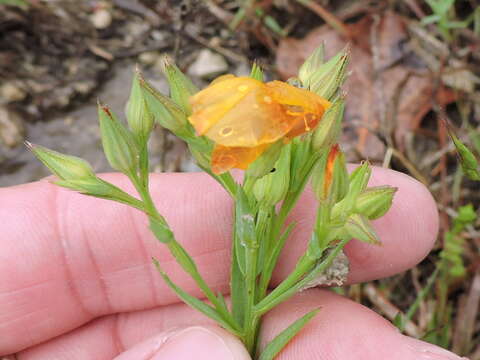 Image of stiffstem flax