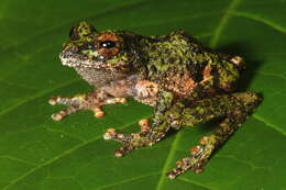 Image of Raorchestes nerostagona (Biju & Bossuyt 2005)