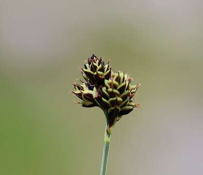 Image of Carex parviflora Host