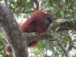 Image of Sumatran orangutan