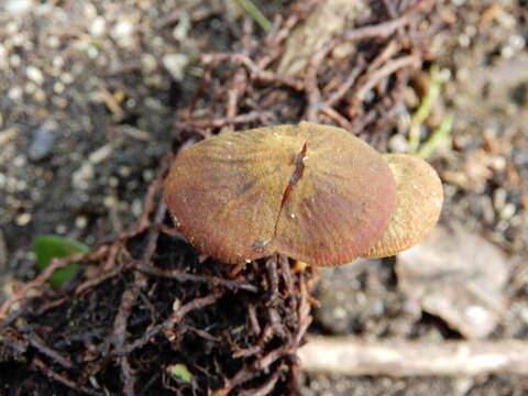 Image of Heimiomyces atrofulvus (G. Stev.) E. Horak 1971