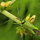 Image of Mermitelocerus annulipes Reuter 1908