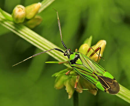 Image de Mermitelocerus annulipes Reuter 1908