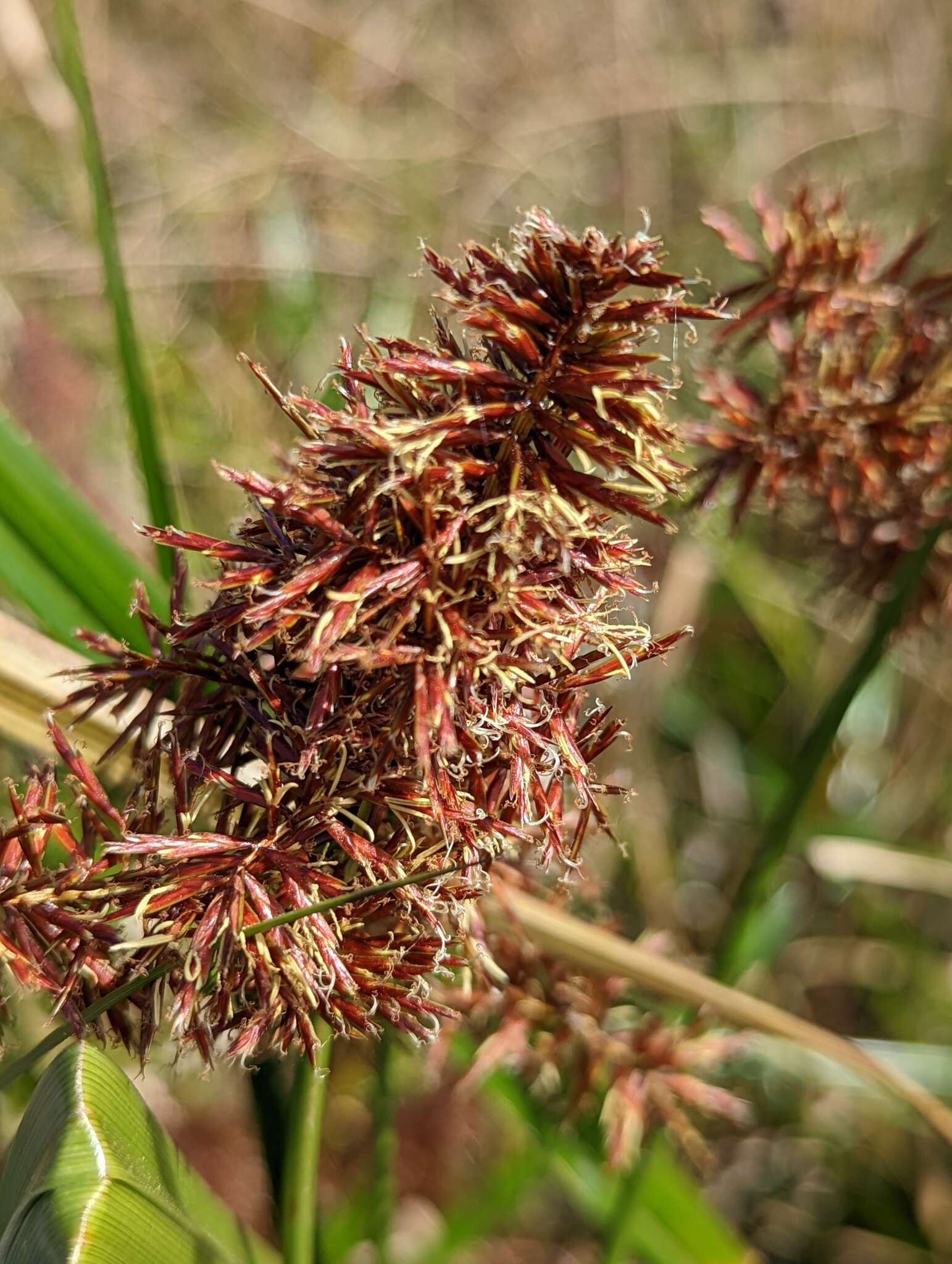 Слика од Cyperus lucidus R. Br.