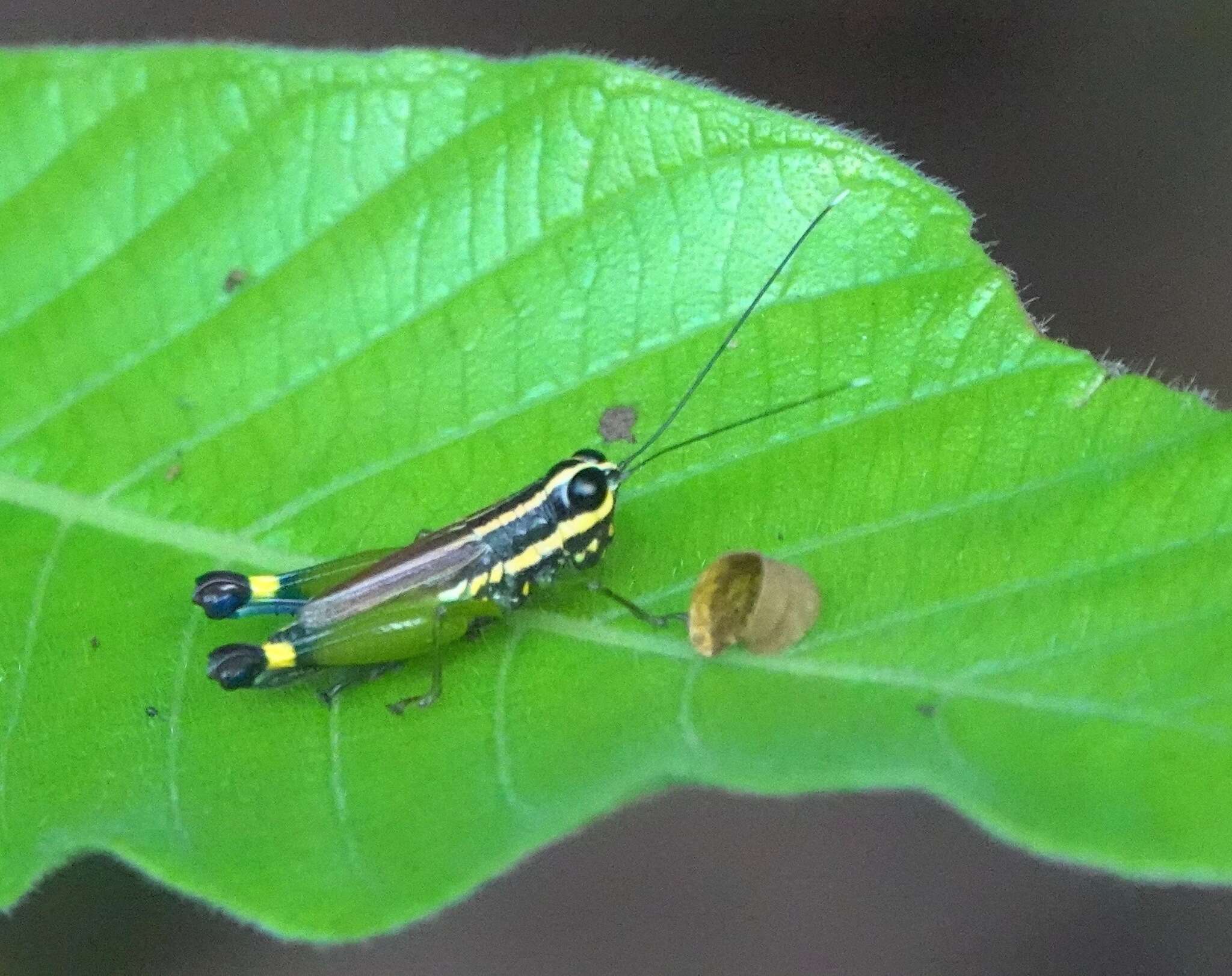 Image of Meltripata picta Bolívar & C. 1923