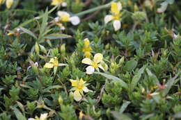 Image of Pond Primrose-Willow