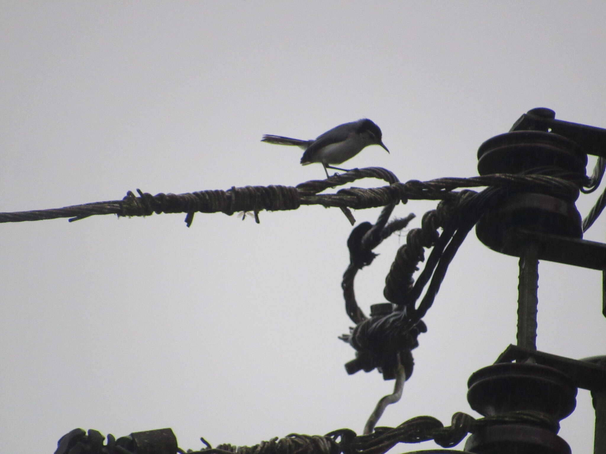 Image of White-browed Gnatcatcher