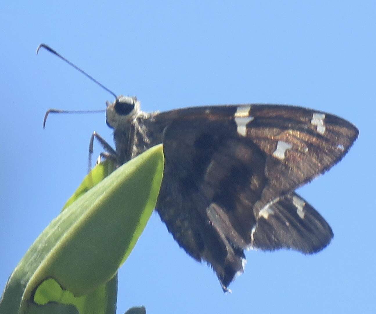 Plancia ëd Urbanus viterboana Ehrmann 1907