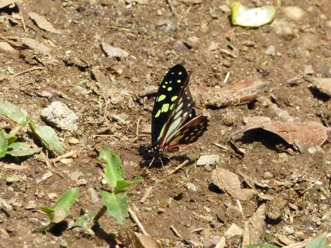 Graphium cyrnus (Boisduval 1836) resmi