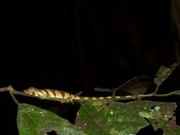 Image of Banded Tree Anole