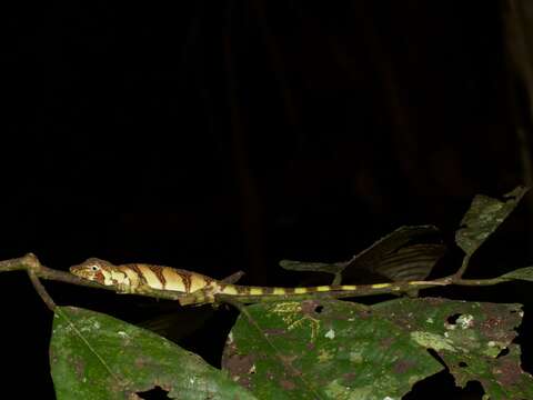 Image of Banded Tree Anole