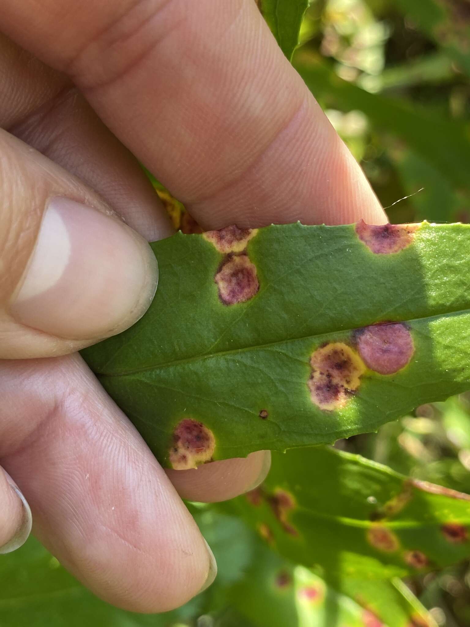 Image of Puccinia andropogonis Schwein. 1832