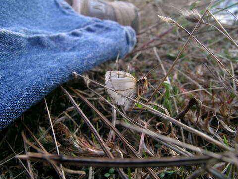 Image of Phantom Hemlock Looper