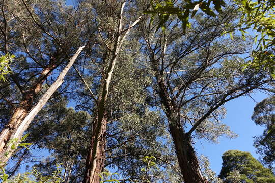 Image de Eucalyptus regnans F. Müll.