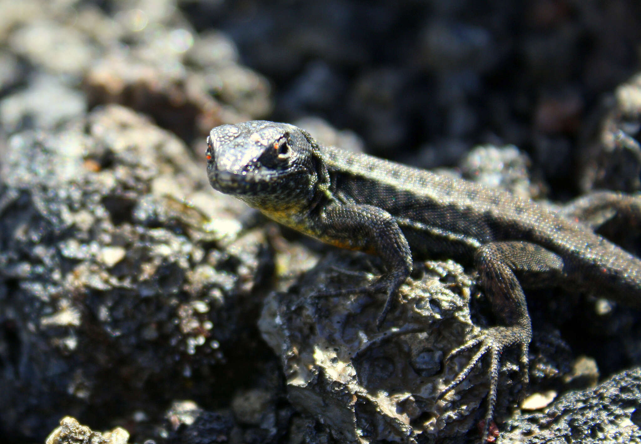 Image of Painted Tree Iguana