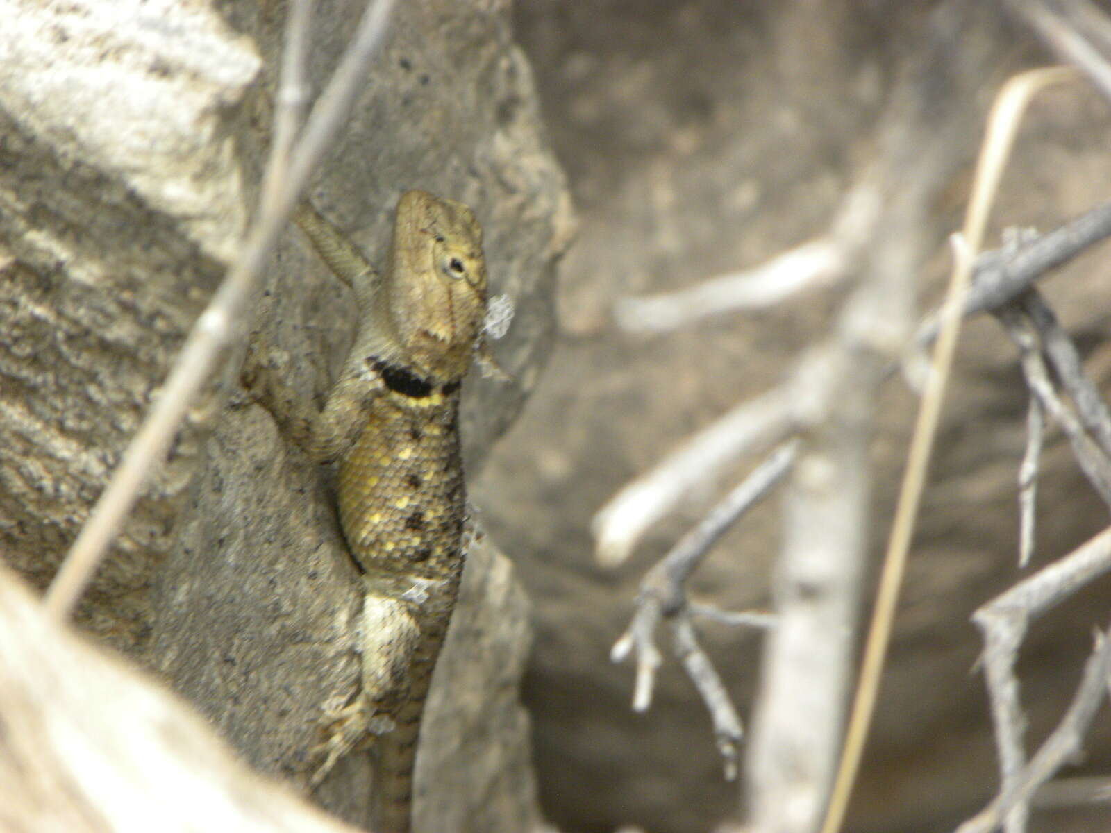 Image of Sceloporus merriami annulatus Smith 1937