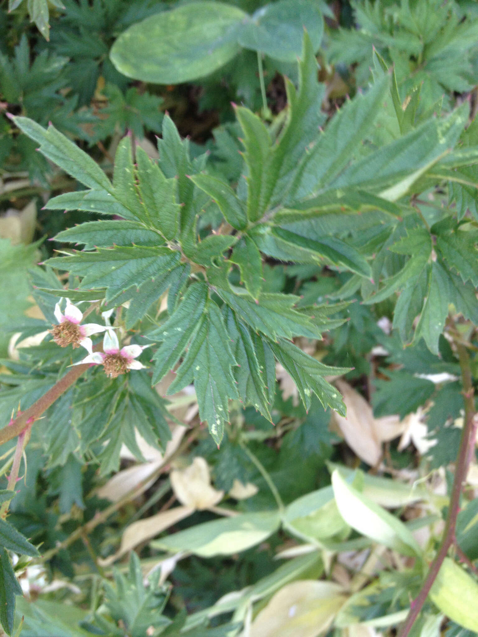 Image of cut-leaved bramble