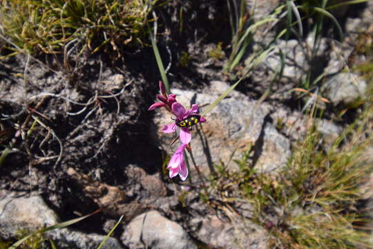 Imagem de Watsonia paucifolia Goldblatt